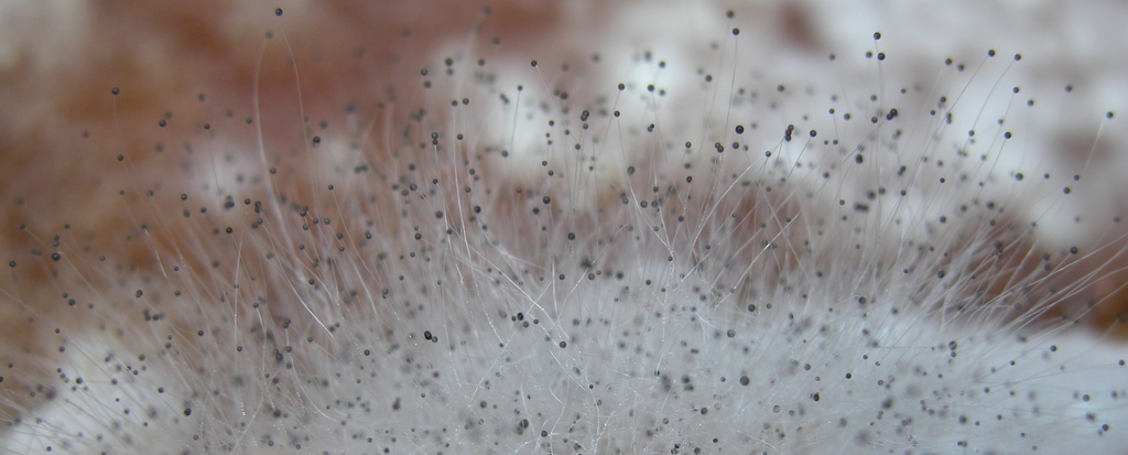 Micro photo of growing mould