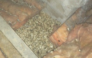 Vermiculite and Glass Wool attic insulation