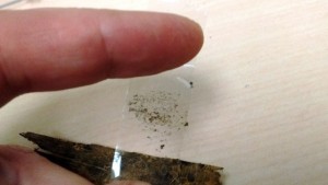 13-mold spores on tape